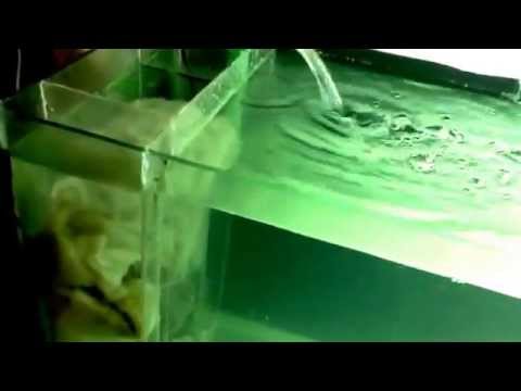 internal onside sump filter for marine and fresh water aquarium