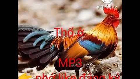 Tiếng gà rừng rặc gáy giọng thổ ờ chuẩn 100%.