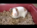 Carefresh Natural Small Pet Bedding