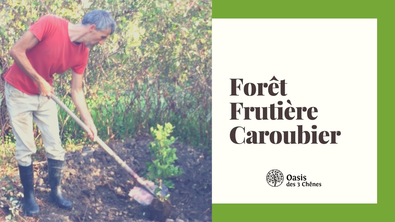 Foret fruitière, plantation de caroubiers