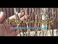 Хурма перезимовала в открытом грунте в Беларуси.