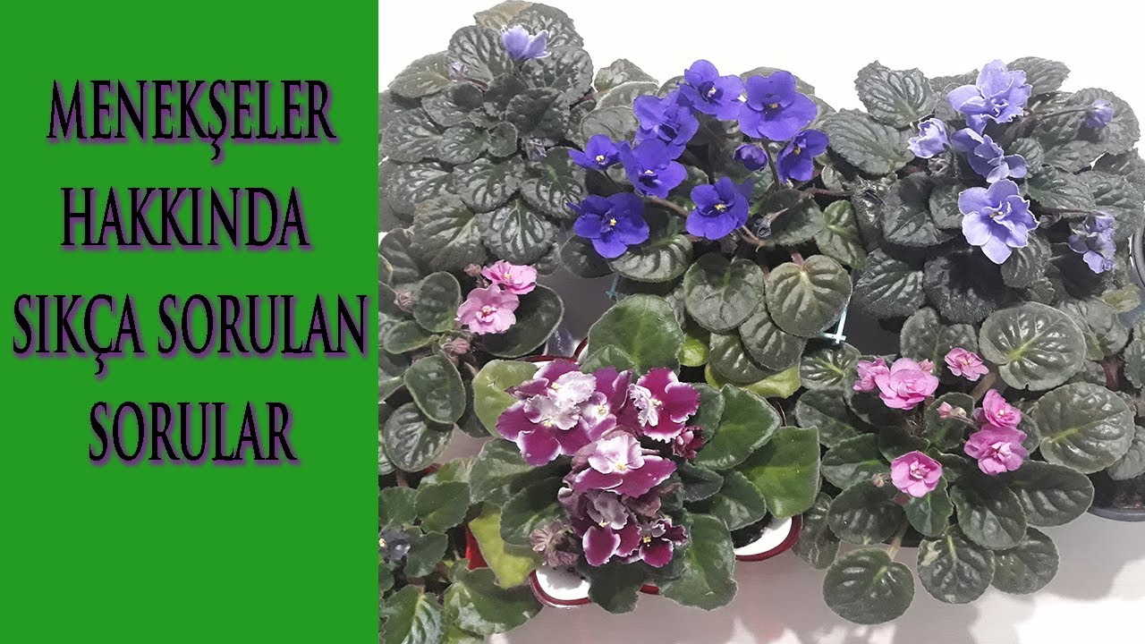 AÇMAYAN MENEKŞE KALMASIN, MENEKŞELERE DAİR HERŞEY, MENEKŞE BAKIMI, MENEKŞE ÇOĞALTMA, VİOLETS