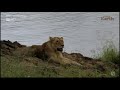 Wild Earth ~ Mom Lion defends her cubs!