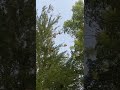 صباح قمر شجرة عش عصفور