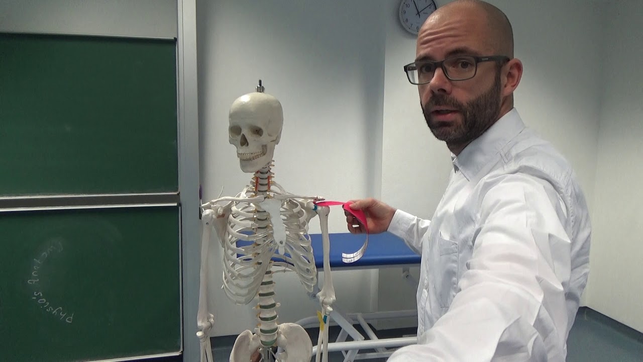 Oberarmmuskeln - m.biceps brachii