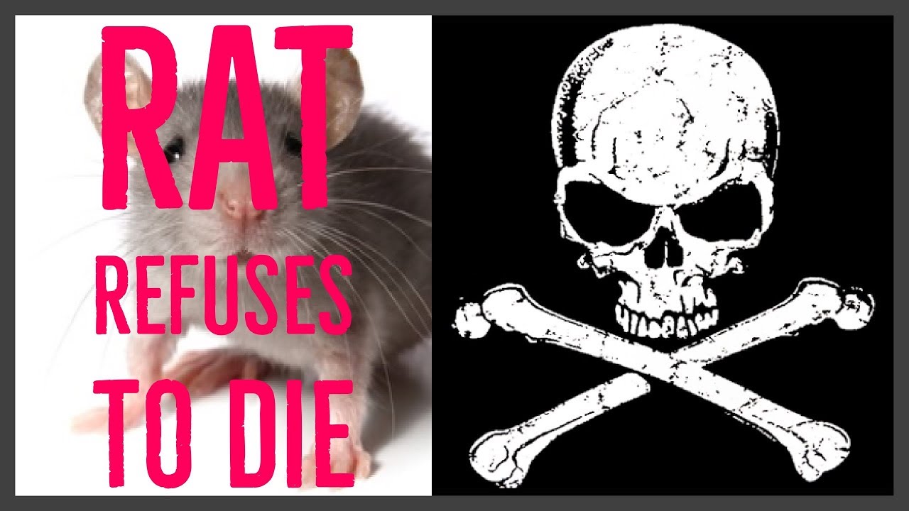 camera iphone 8 plus apk Rat Escapes Death Over Ten Times! This Rat Will Not Die!!!