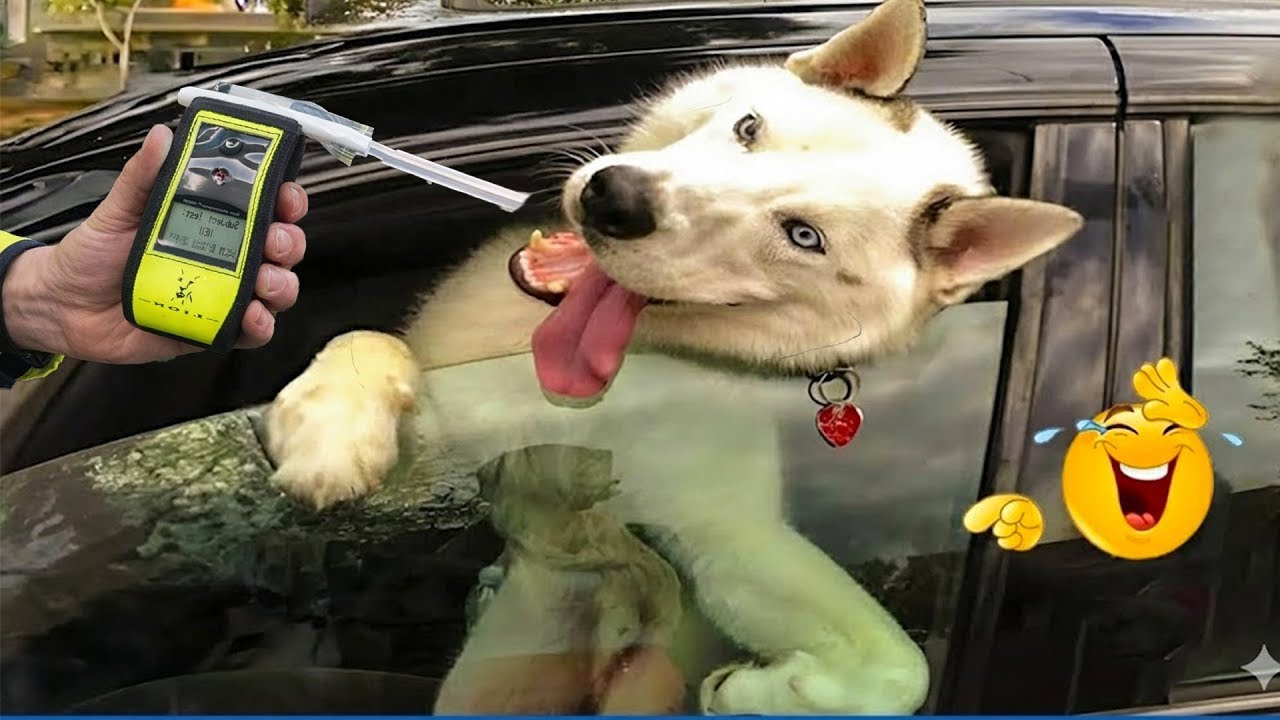 This Funny Dog Compilation Will Crack You Up 😂🐶 Funniest Animals of 2026