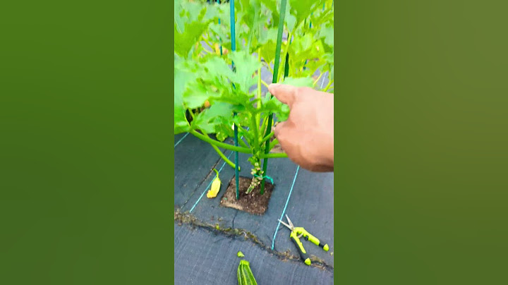 Growing zucchini vertically ! quick Harvest & Growing Tips ! #zucchini #viral #squash