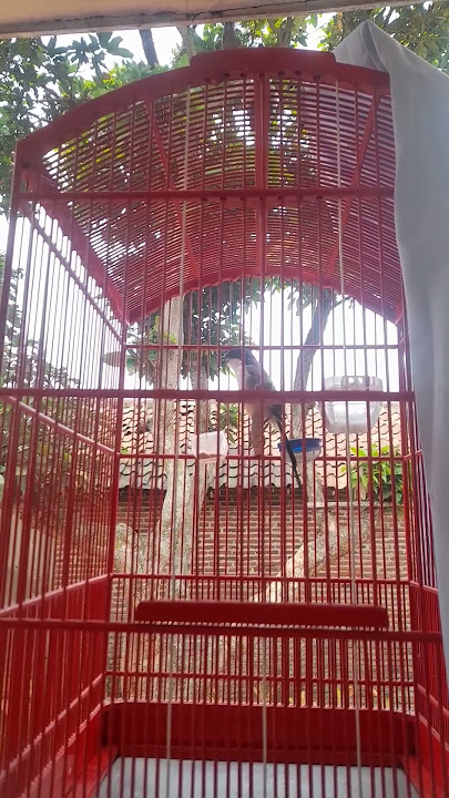 CENDET tembakan KRAK KRAK panjang