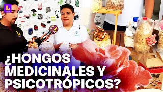 ¿Hongos para prevenir enfermedades?: El cultivo de las variedades de hongos del Perú