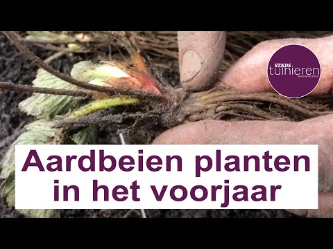 Video: Wat zijn juni-dragende aardbeien: hoe je juni-dragende aardbeienplanten kweken