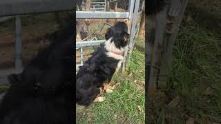 Farm day 🇦🇺 #viral #australia #youtubeshorts #shorts #animals #perth