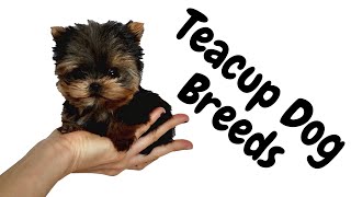 10 Teacup Dog Breeds by Dogs of YouTube 103 views 1 year ago 6 minutes, 17 seconds