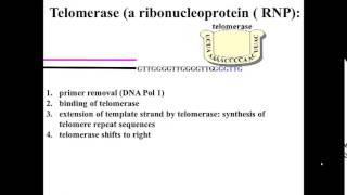 Telomerase action