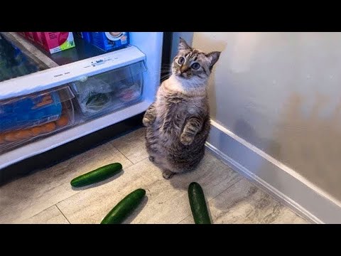 Смешни КОТКИ. Забавна компилация от клипове.Смешни клипове. Funniest Cats.