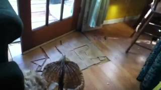 Nancy Today: Chipmunk in the house ASMR