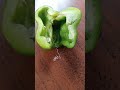 World most thinner snake found in capsicum.. 😲😲😲