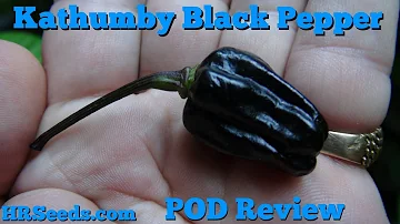 Kathumby Black Pepper | Capsicum Chinense | Pod Review