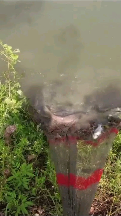 jala ikan di sawah pinggir hutan ikanya ngeriiii besar pool