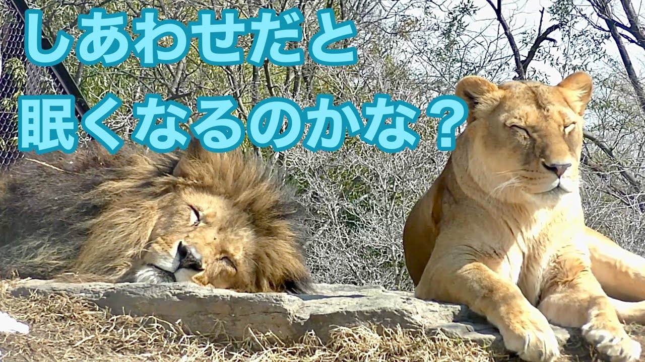 ライオン キュウゾウくんとつむぎちゃん どちらも眠そうですね【茶臼山動物園】Lion Kyuzo-kun Tsumugi-chan