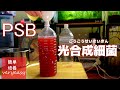 【アクアリウム】PSB光合成細菌の簡単な培養方法