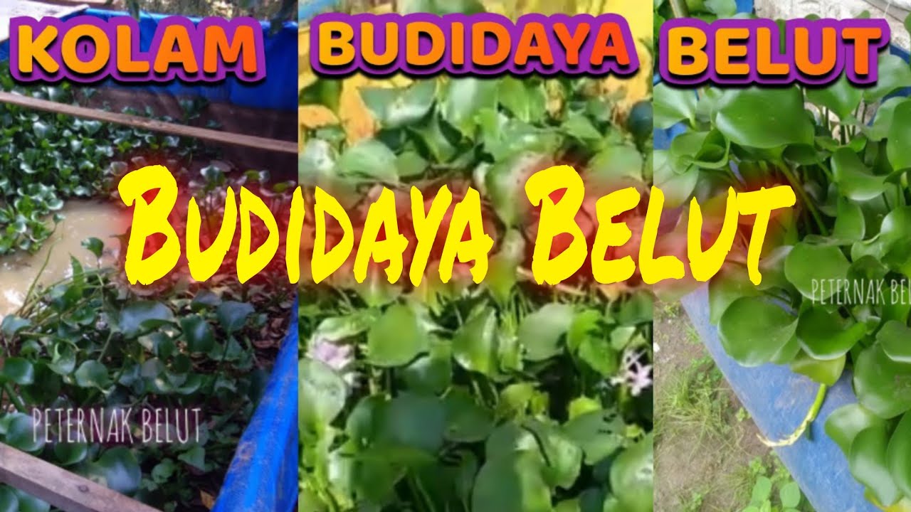 BUDIDAYA BELUT KOLAM TERPAL DAN DRUM Media Lumpur 