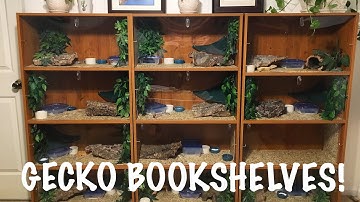Gecko Bookshelf | DIY Leopard Gecko Enclosure