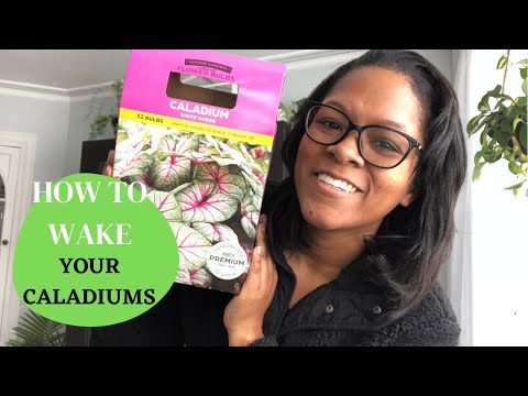 Video: Caladium Care: Plantarea bulbilor de Caladium