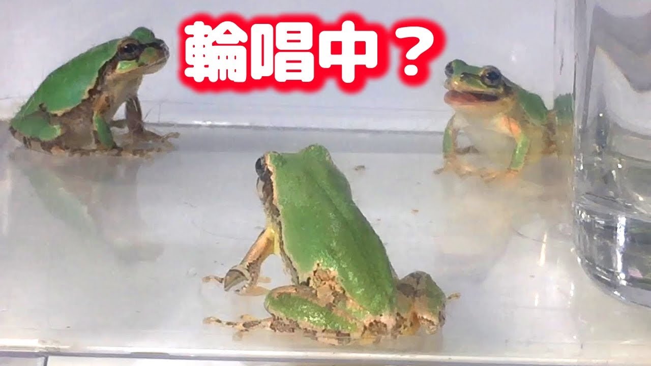 アマガエル ごはんあげたら 三すくみ Japanese Tree Frog Youtube