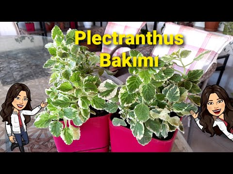 Video: Plectranthus çiçəyi haqqında məlumat: Bağçalarda çiçəyə qulluq haqqında məsləhətlər