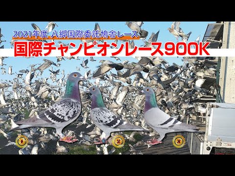 21年度八郷国際鳩舎 国際チャンピオン900k帰還の様子 Youtube 21年度八郷国際鳩舎 国際チャンピオン900k帰還の様子 Youtube