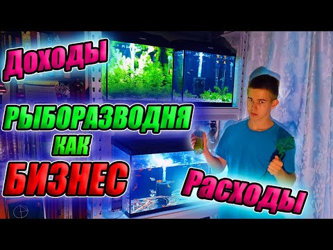 Рыборазводня как бизнес.