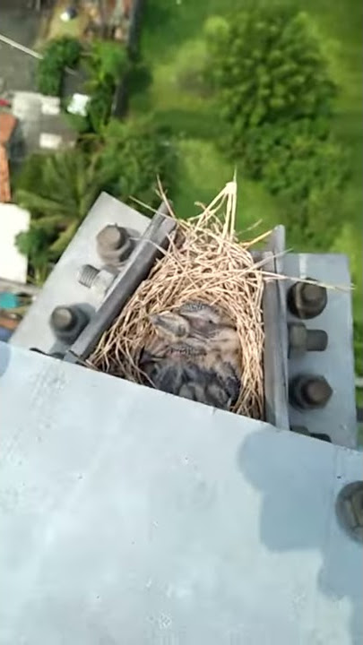 Panen anakan burung kekep babi usia 15hari