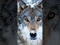 Look Into a Wild Wolf's Eyes During a Snowfall — You Won't Look Away 🐺