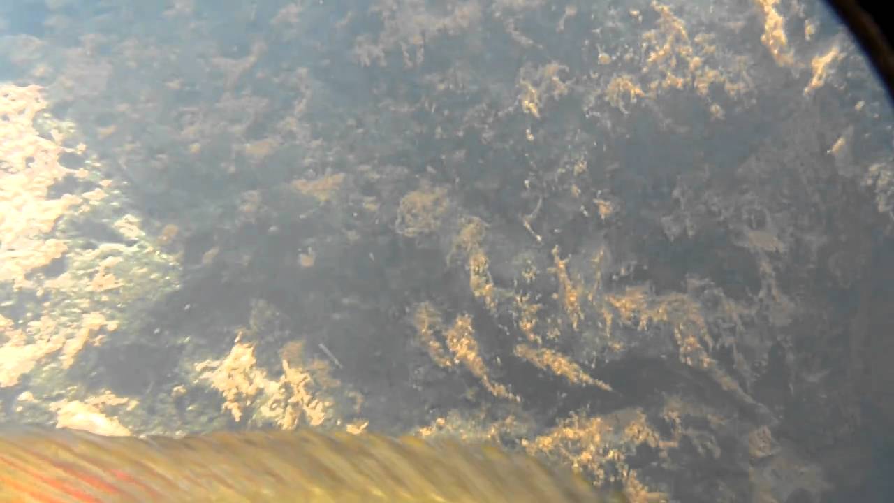 Australoheros ykeregua