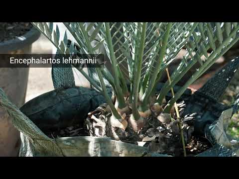 Mengenal tanaman Encephalartos ( part 1 - lehmanii)