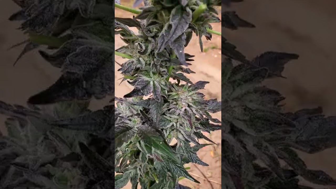 Ethos Cookies