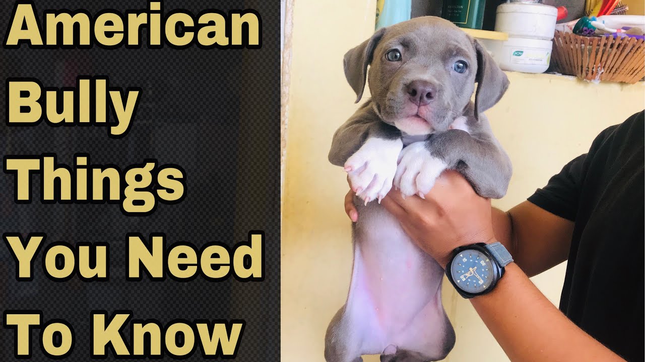 American Bully (character, diet, care)