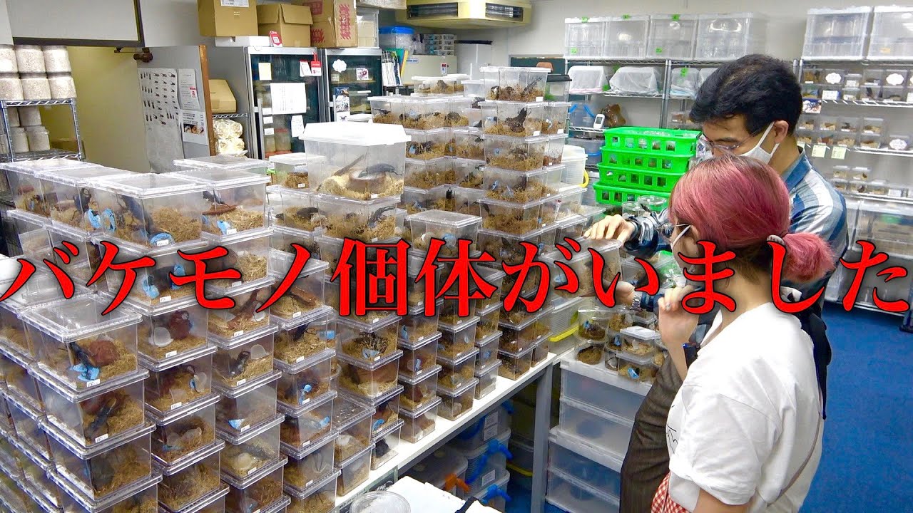 クワガタの常識を覆されました【クワカブ】