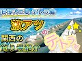 関西のおすすめ釣り場紹介【貝塚人工島テトラ編】#Shorts