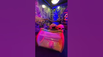 Snake python what are we waiting for the mouse | Mystic Animals #shorts