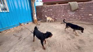 Rottweiler and Labrador ki Nahi Banti bachpan se hi @dogloverprakash