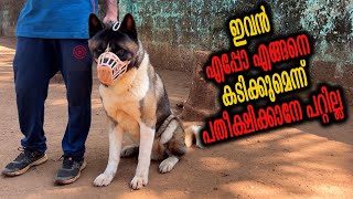 Aggressive Akita from Tamilnadu || Leonardo Voila