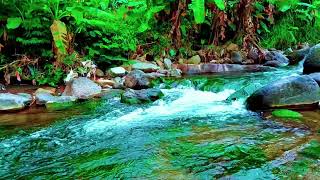Crystal Clear Stream 🌊 Peaceful Water Sounds for Better Sleep