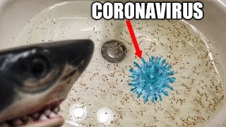 LITTLE SHARK PUPPET REPELS THE CORONAVIRUS!!! (QUARANTINED)