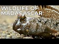 World of the Wild | Episode 13: The Wildlife of Madagascar | Free Documentary Nature