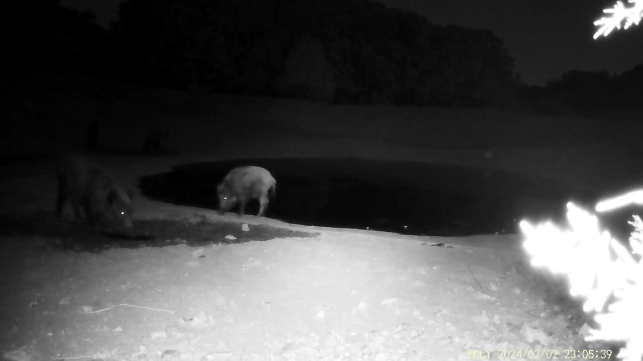 Jabalies bebiendo en charca: demo sonido BG636