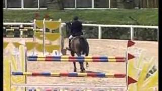Venusz 2001 Mare By Charisma -Gp Horse-
