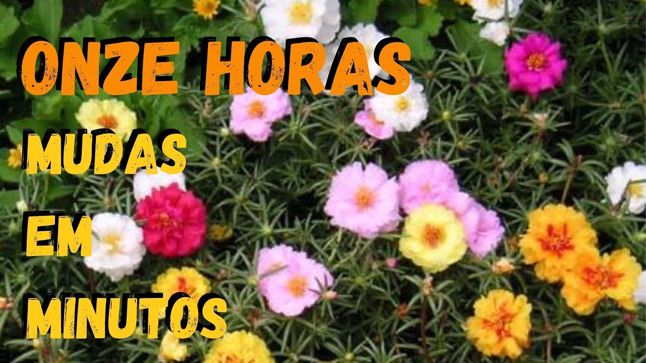 Como Fazer Mudas de Onze Horas ou Portulaca Grandiflora | Veja Esse Vídeo -  thptnganamst.edu.vn