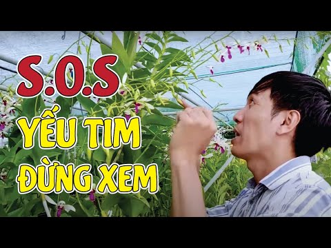 Yếu Tim KHÔNG NÊN VÀO Vườn Lan Dendro Nắng Bà Liễu Xưa Này Nhé! |  Mê Lan TV | Foci